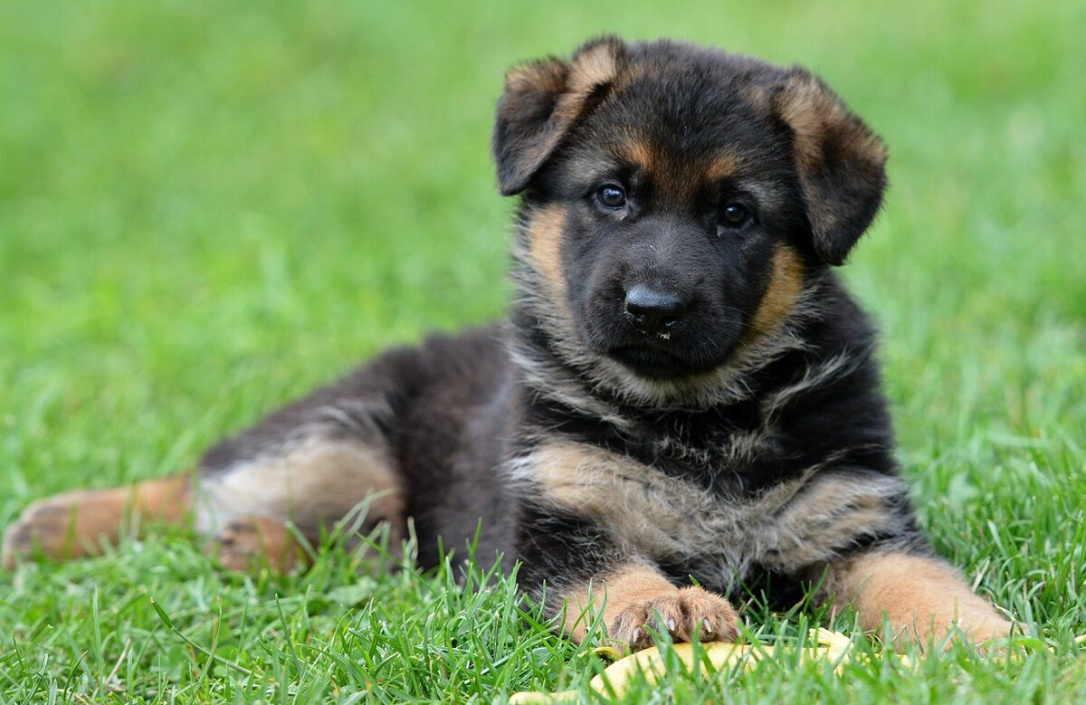 How to choose a puppy Palatine